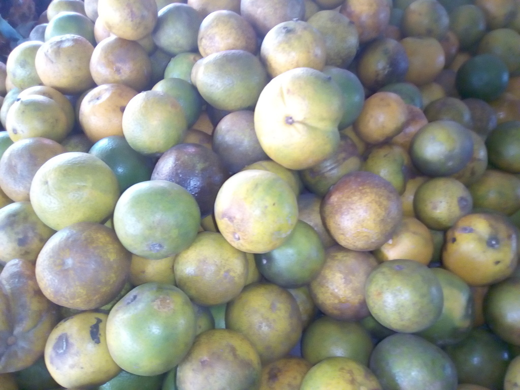 Naranja dulce pareja