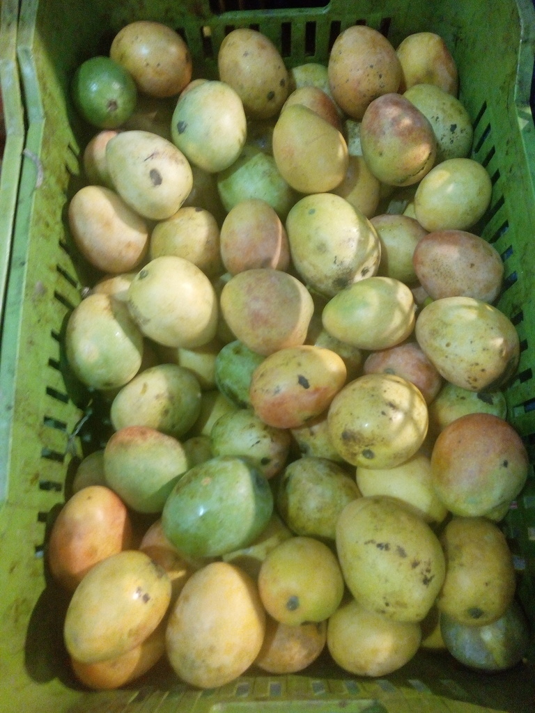 Mango azúcar