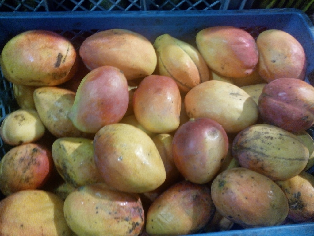 Mango Ken