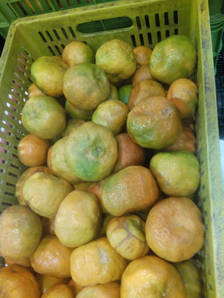 Mandarina extra
