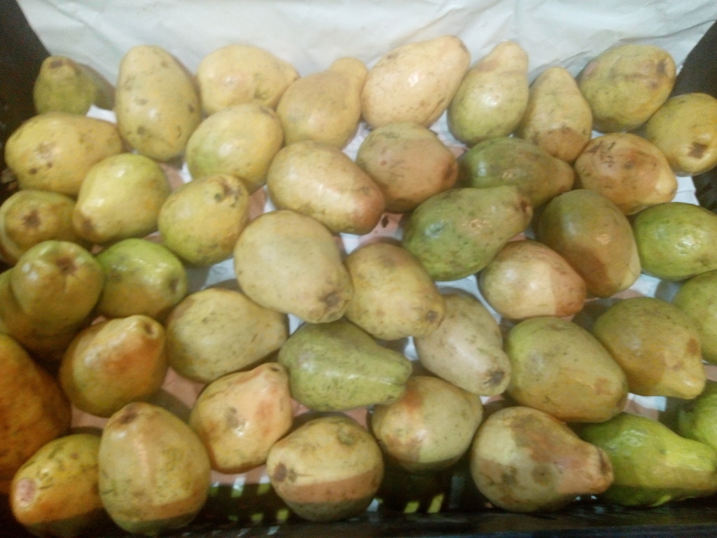 Guayaba