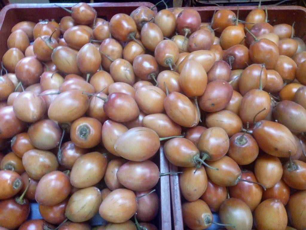 Tomate árbol
