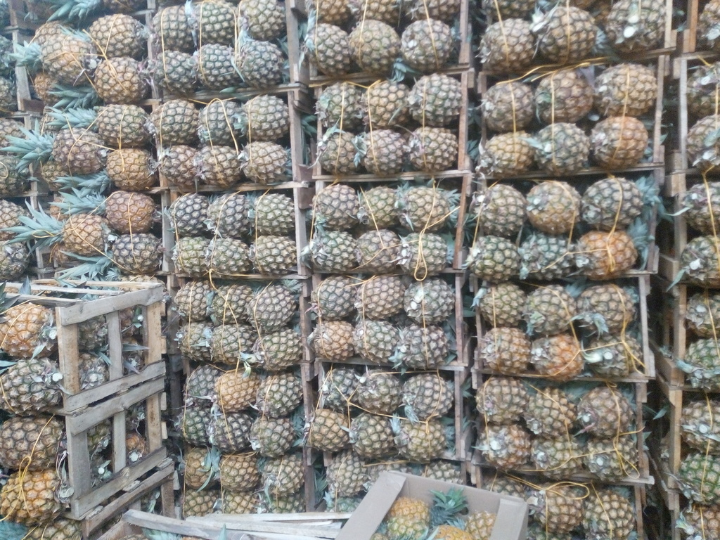 Piña pareja