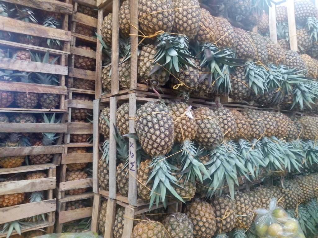 Piña gruesa