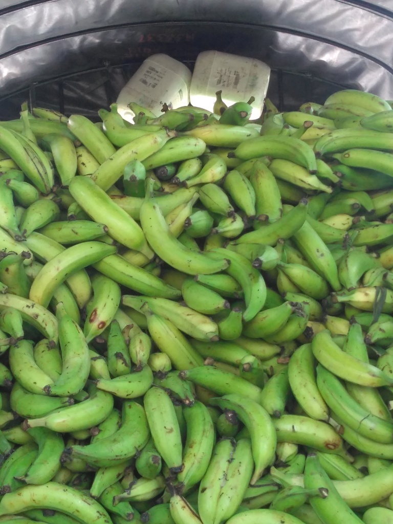 Plátano