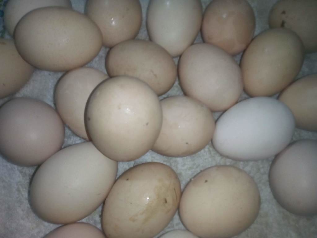 Huevos criollo