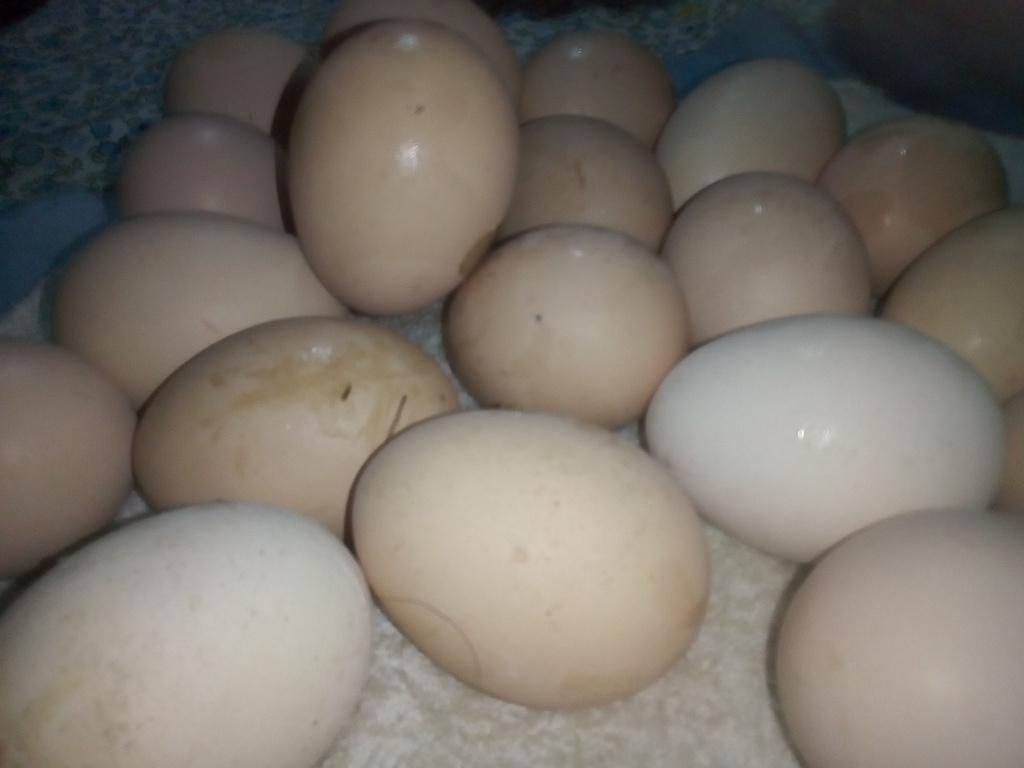 Huevo criollo
