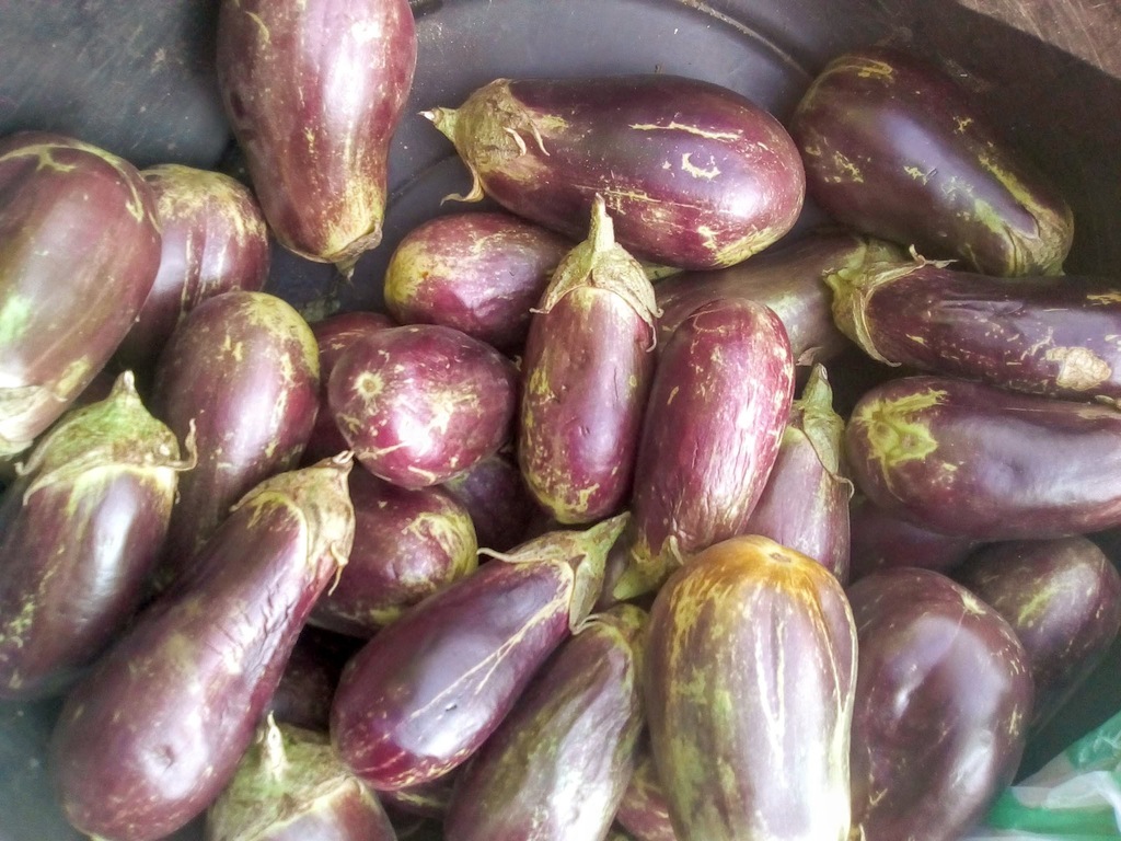 Berenjena