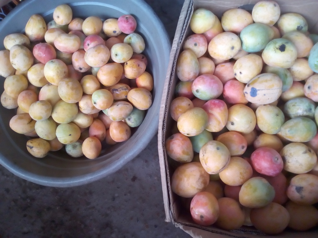 Mango azúcar