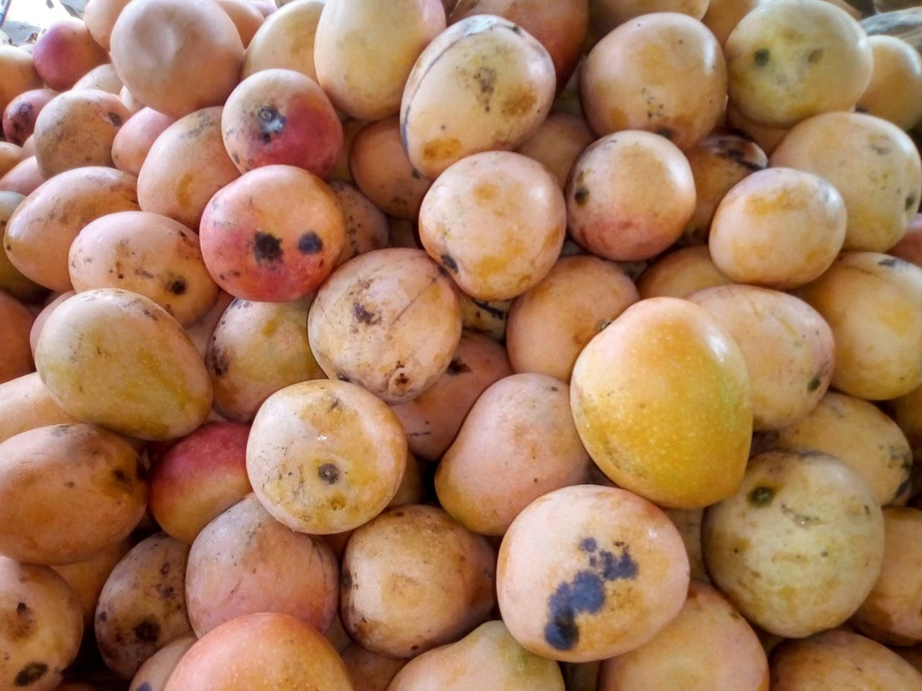 Mango azúcar