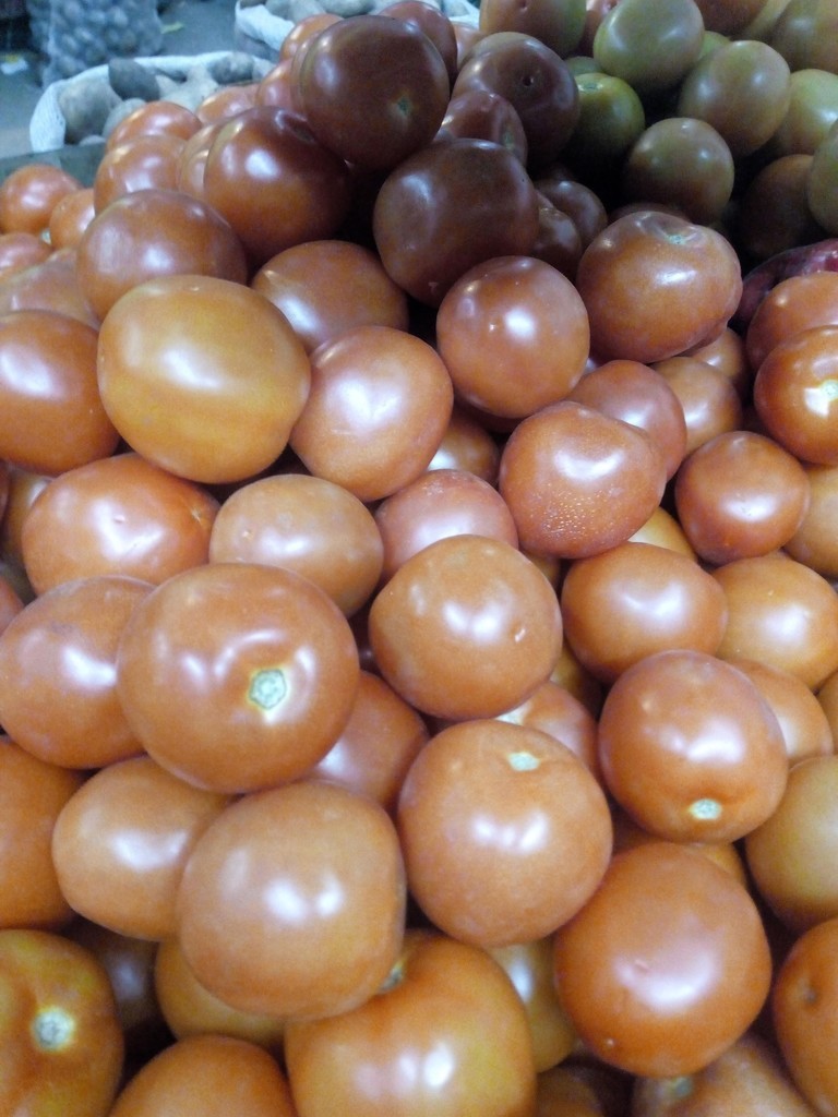 Tomate chonto