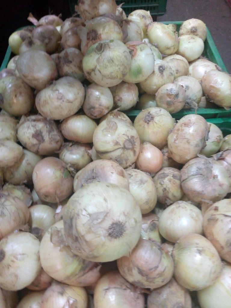 Cebolla cabezona