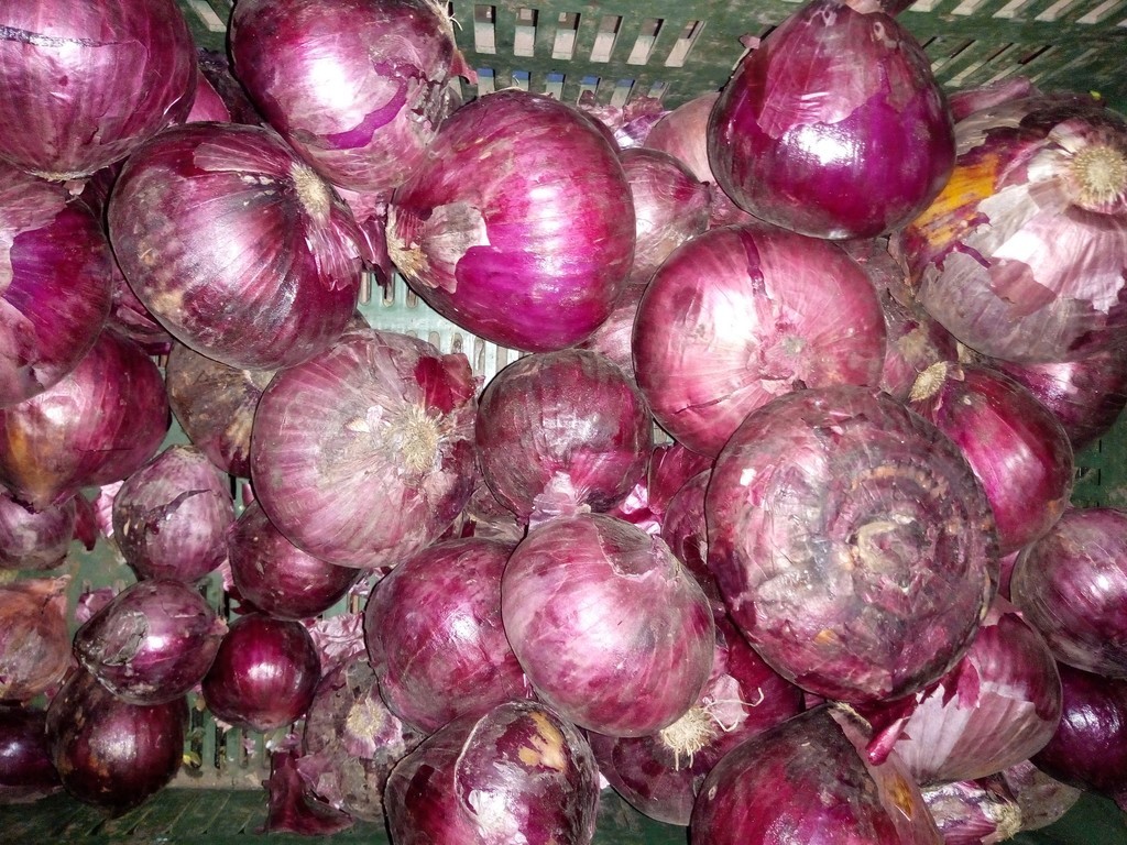 Cebolla cabezona morada