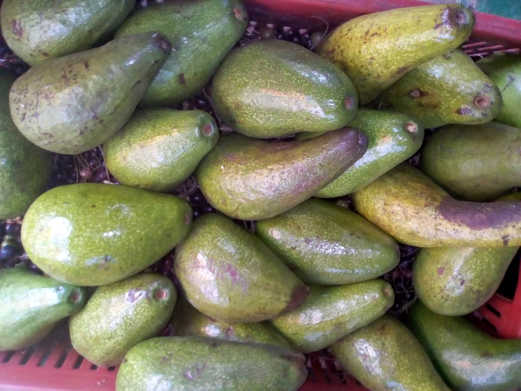 Aguacate