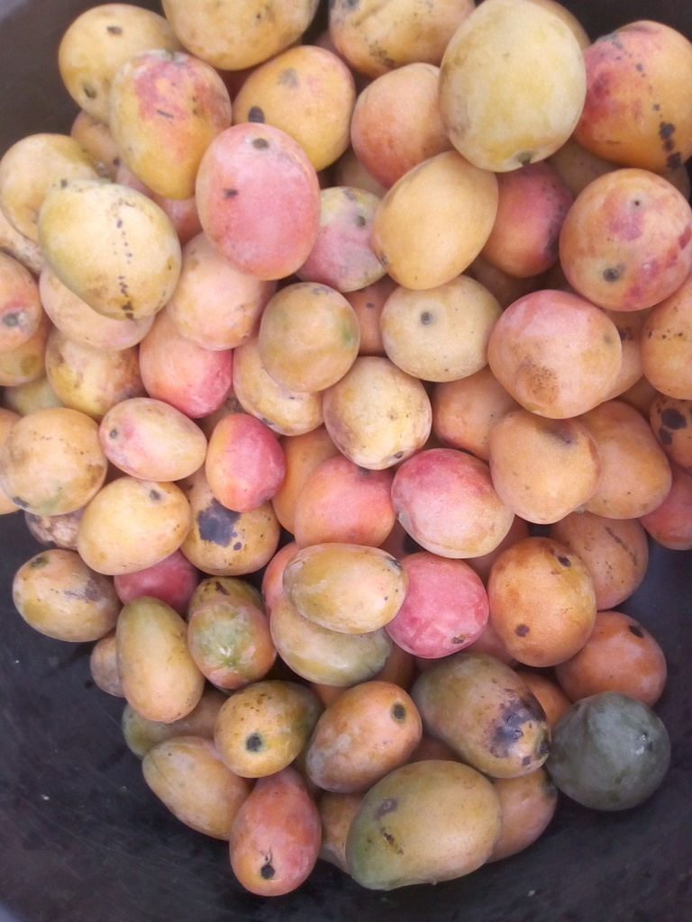 Mango azúcar