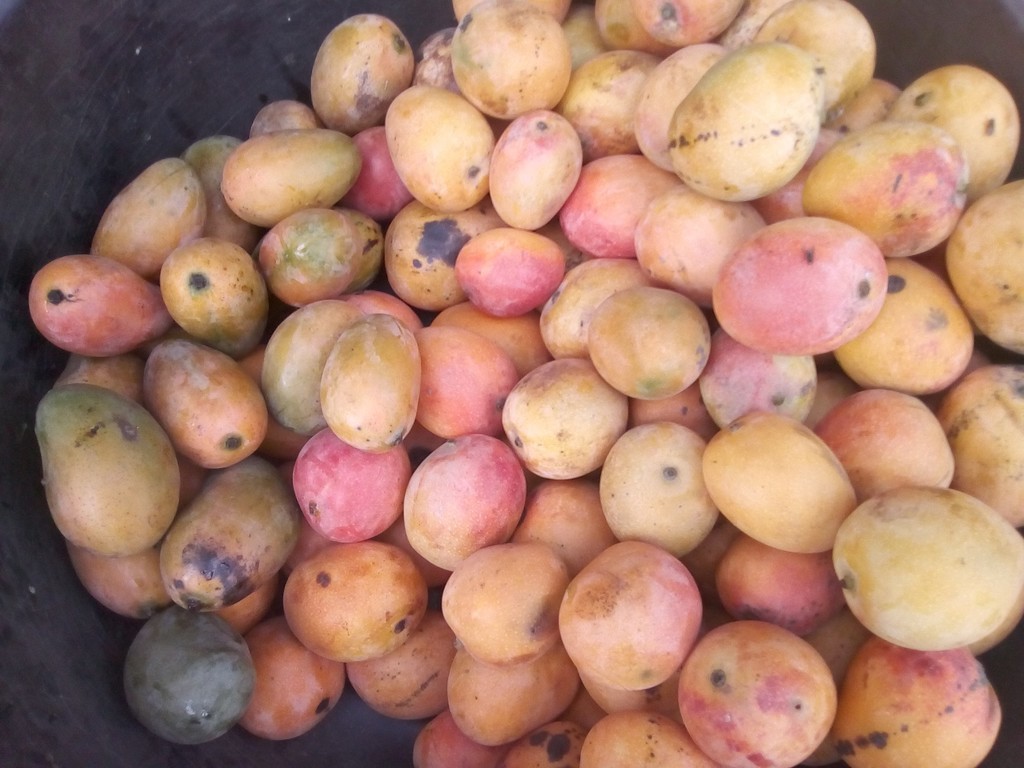 Mango azúcar
