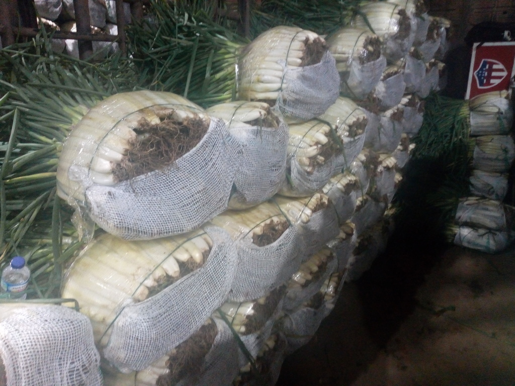 Cebolla larga regular