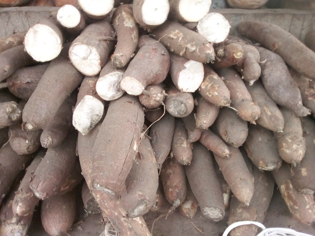 Yuca