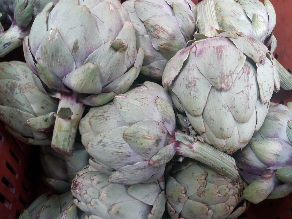 Alcachofa