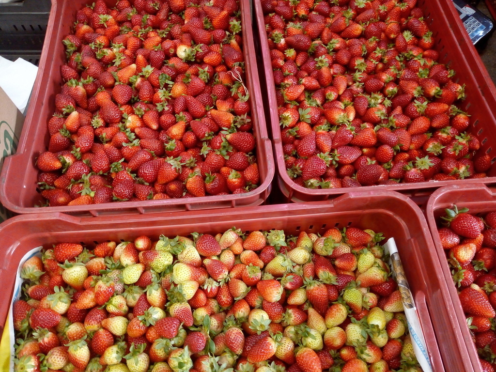 Fresa gruesa