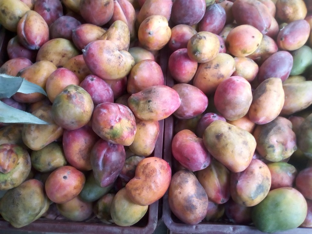 Mango