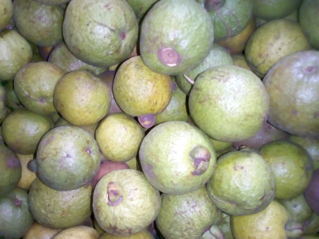 Guayaba agria