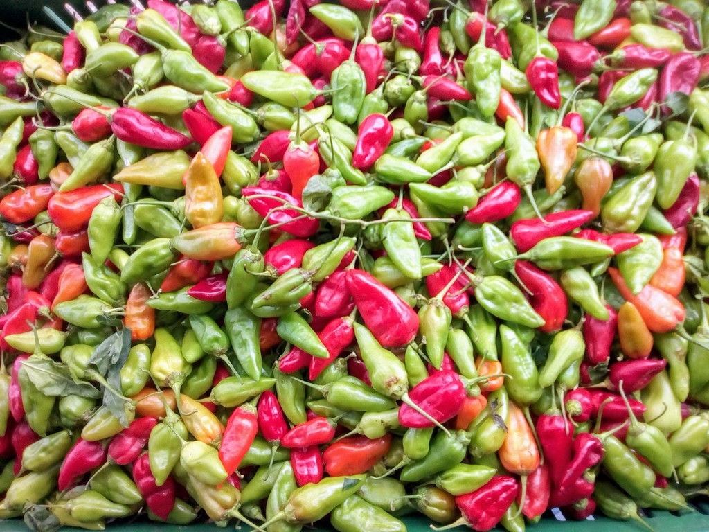 Ají criollo