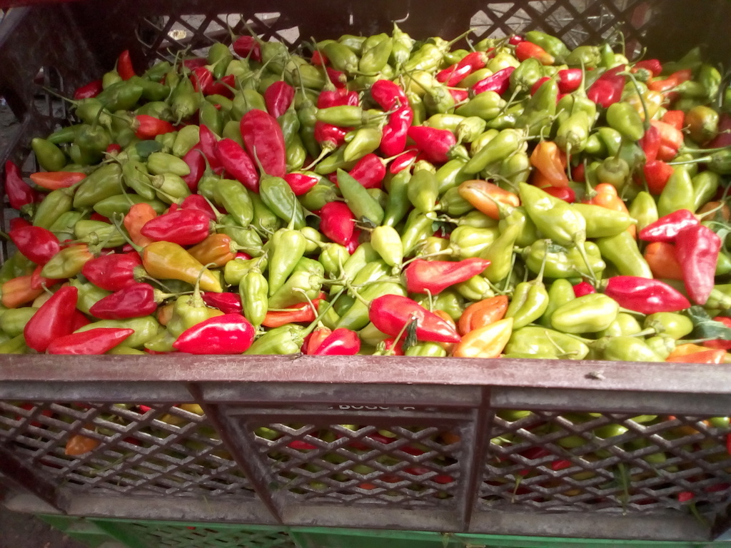 Ají criollo