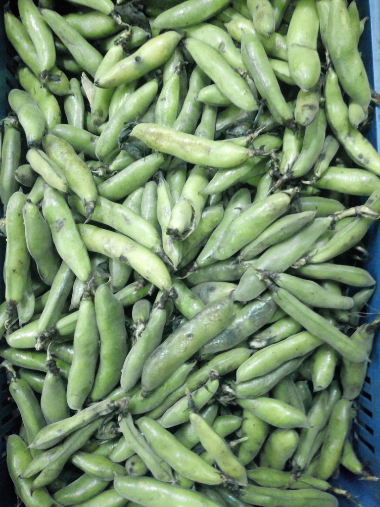 Abas cáscara