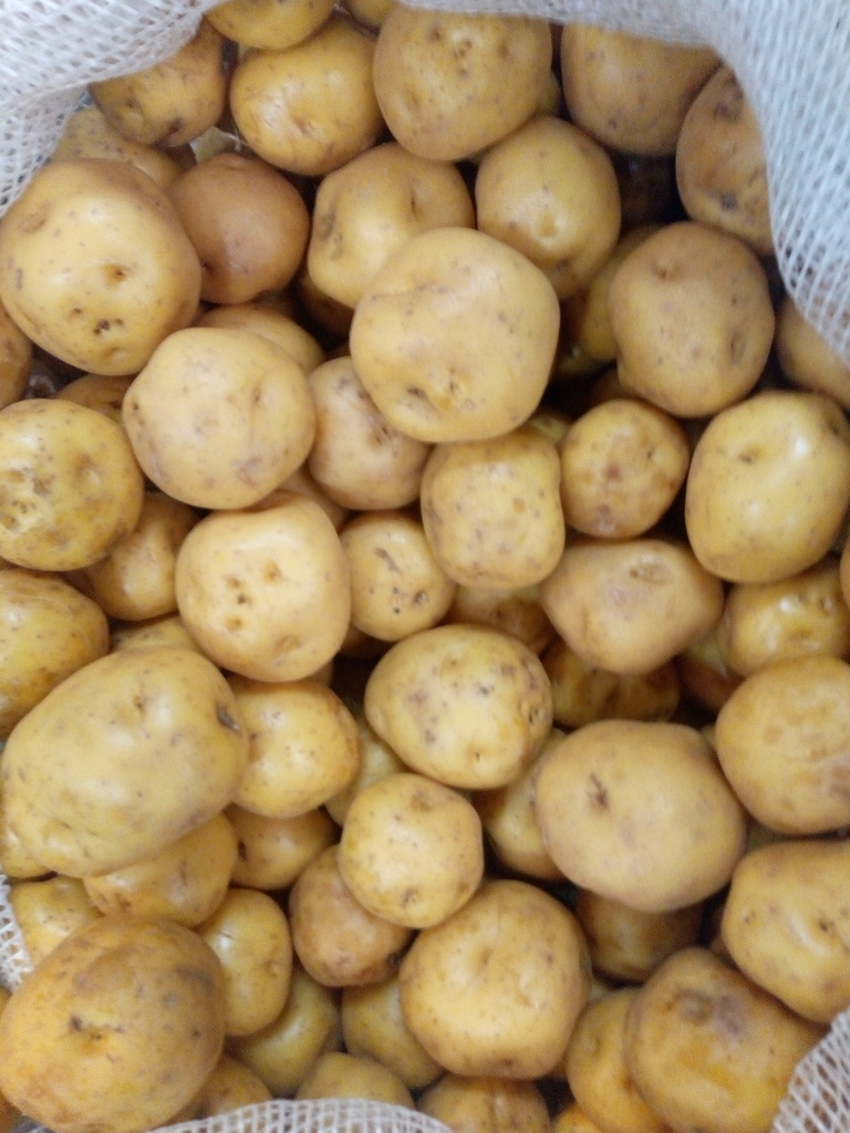 Papa criolla