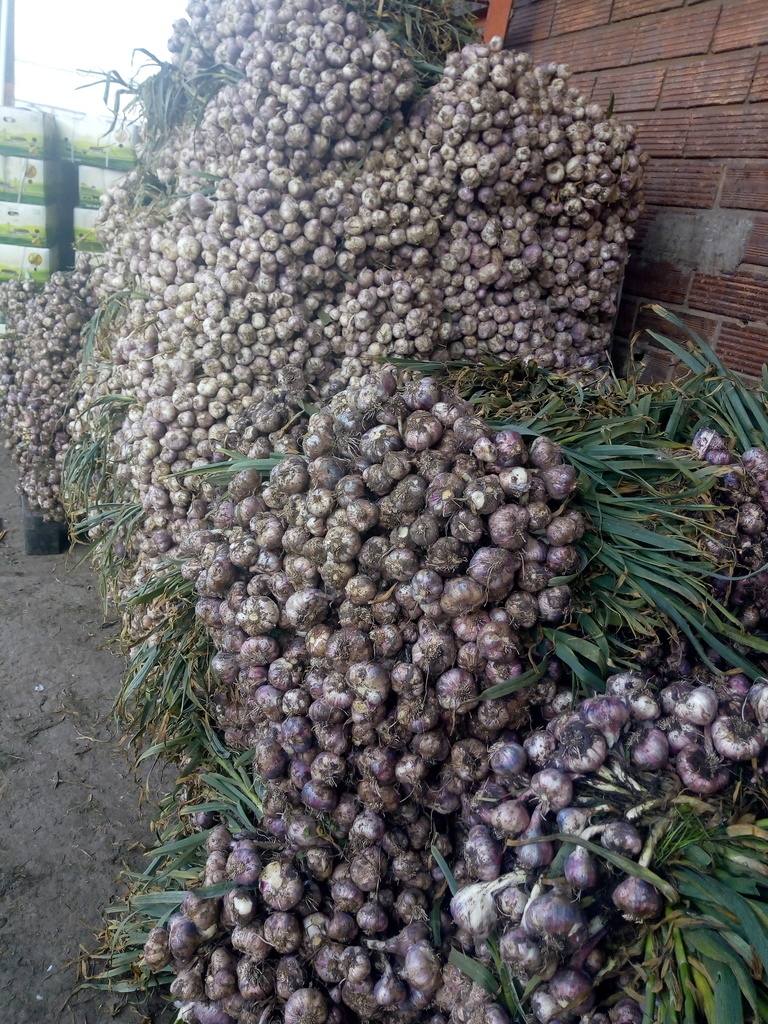 Ajo rama