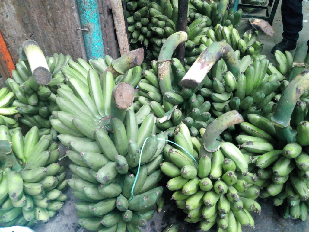 Plátano colisero