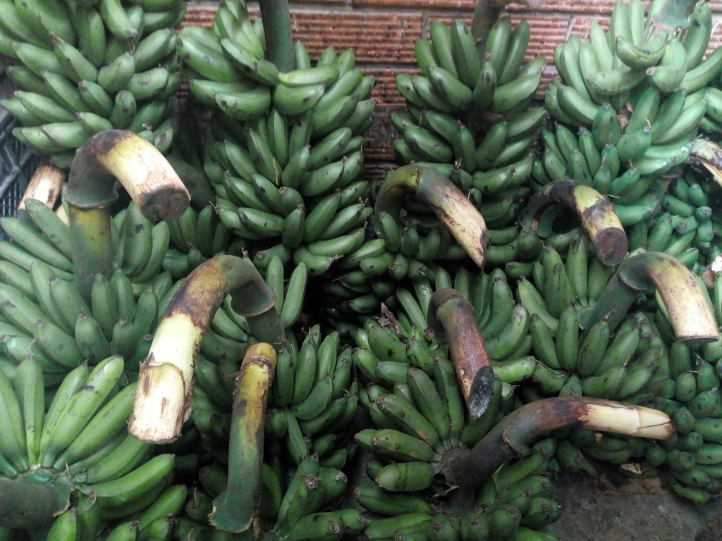 Colisero