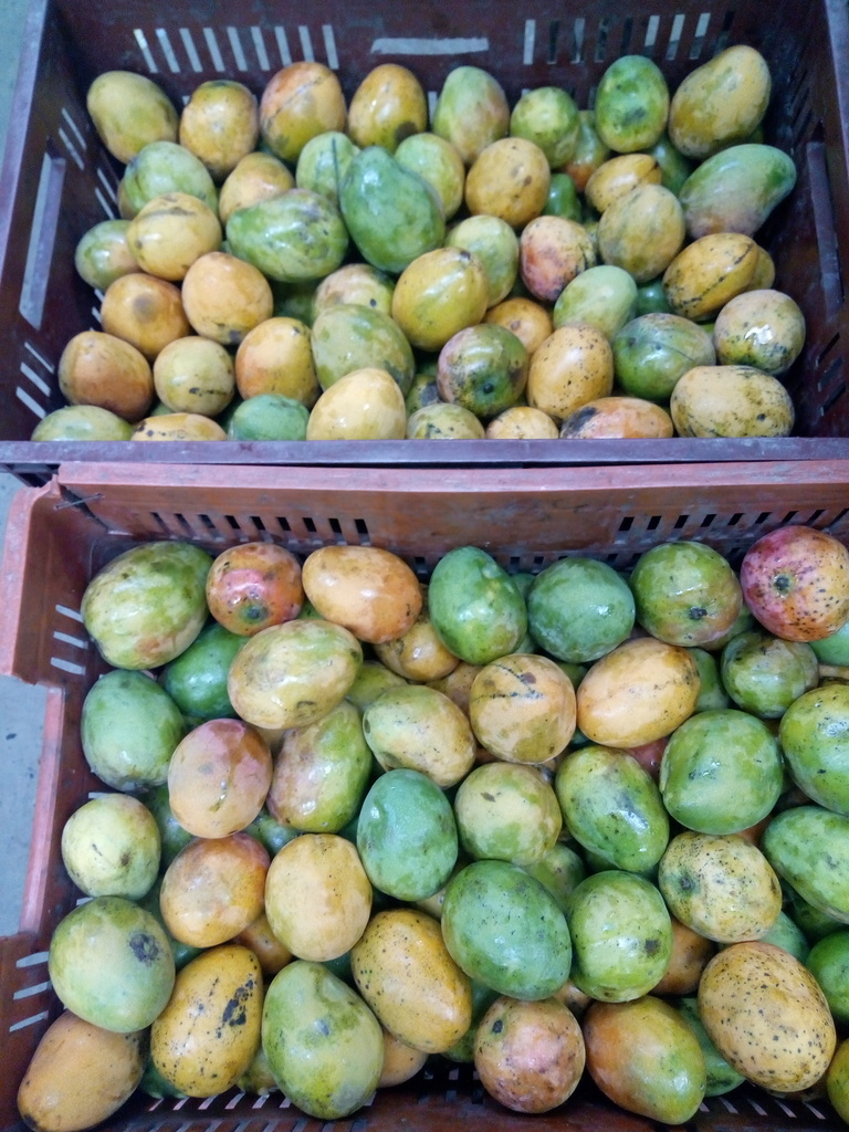 Mango común