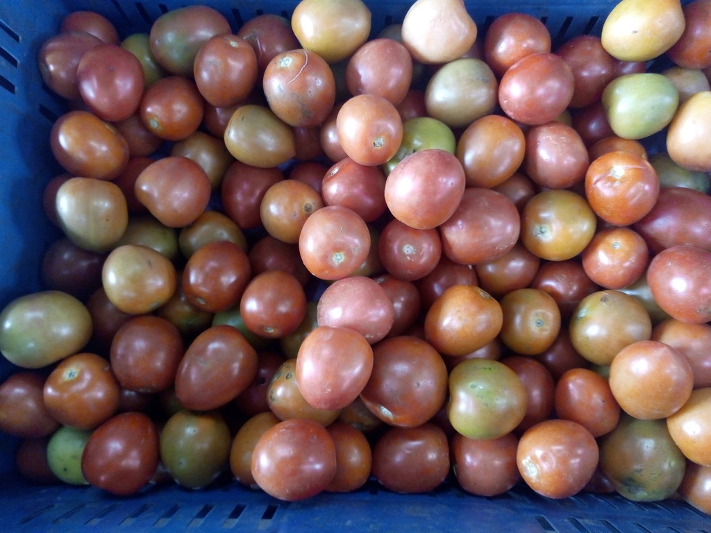 Tomate