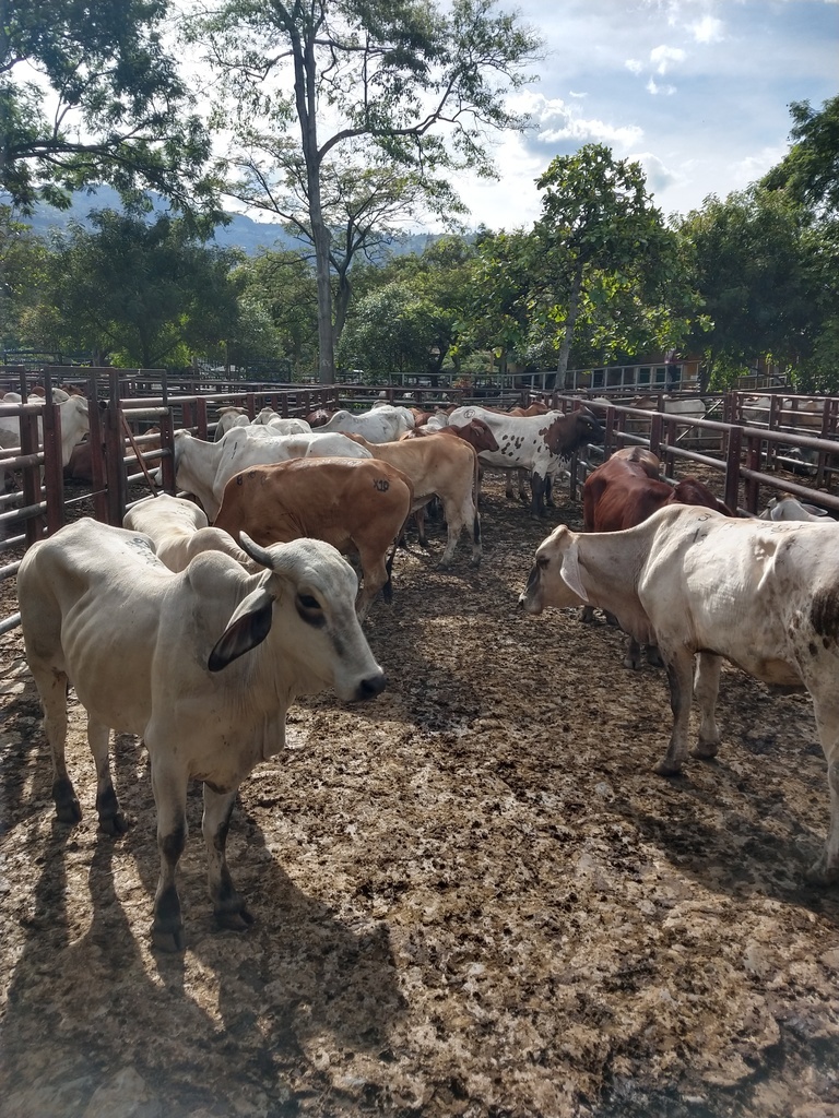 Ganado Macho