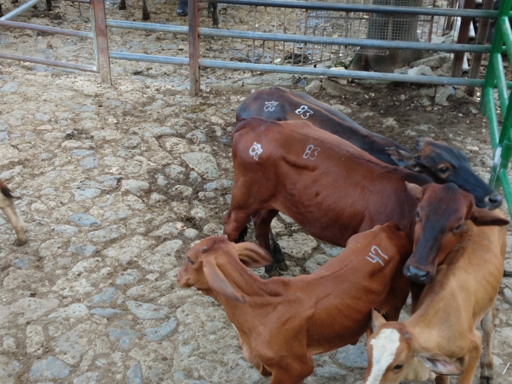Ganado Macho de Levante