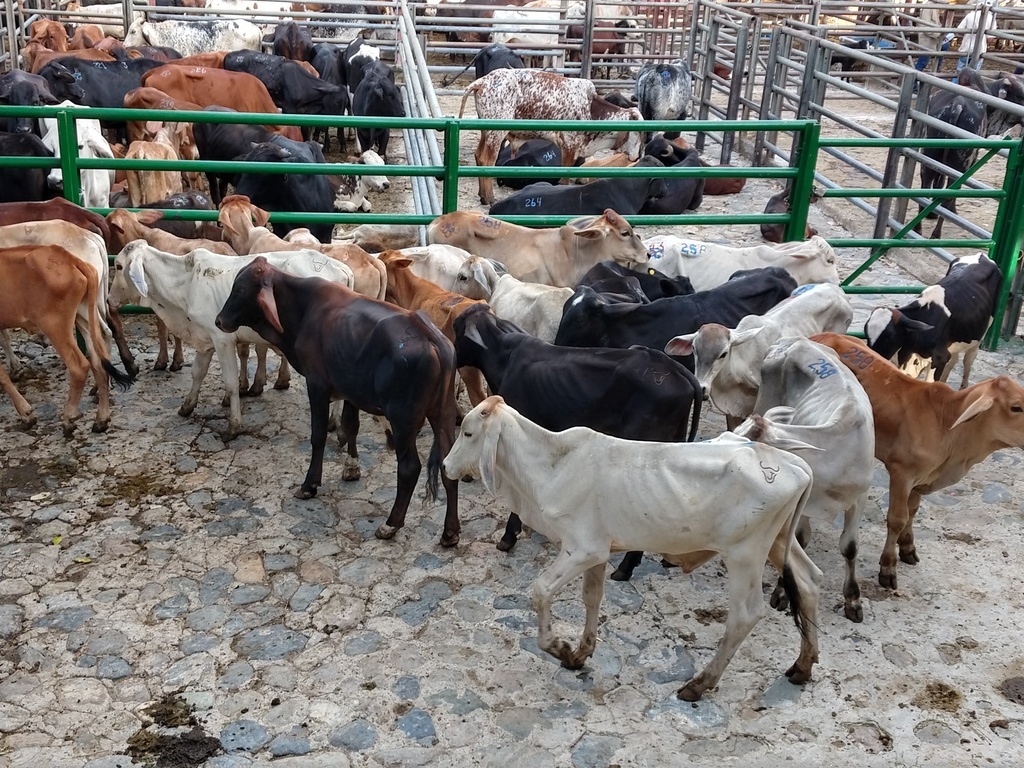 Ganado Macho de Levante/ 125K C/U