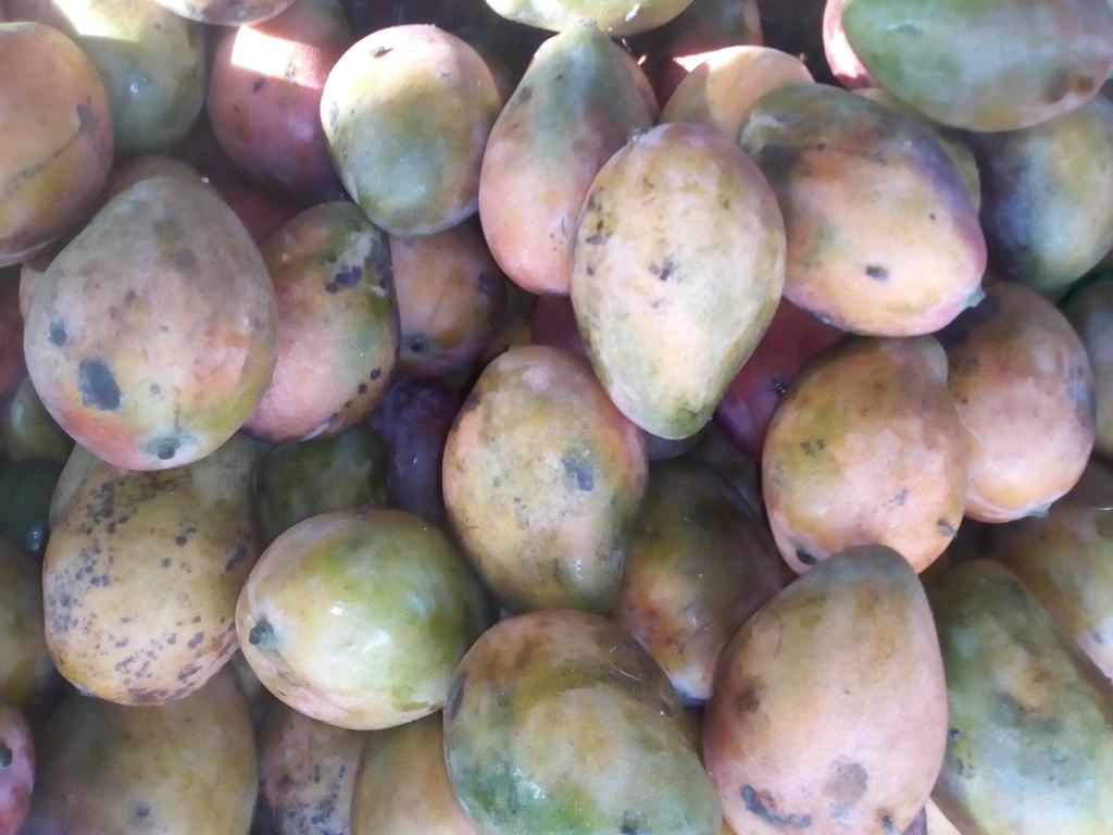 Mango