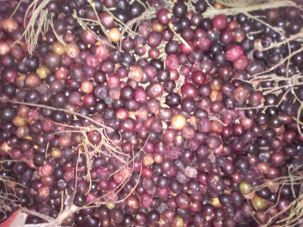 Corozo