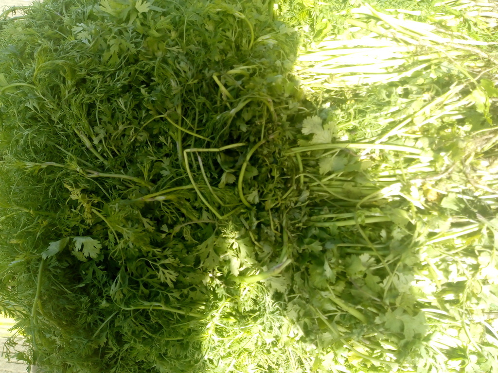 Cilantro