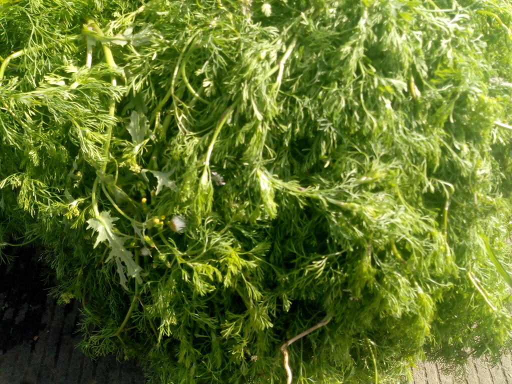 Cilantro