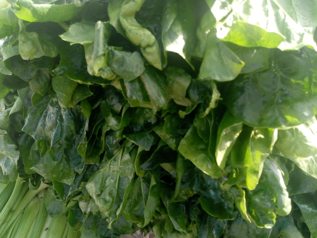 Espinaca