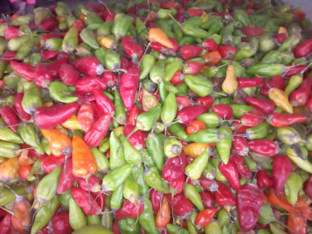 Ají criollo