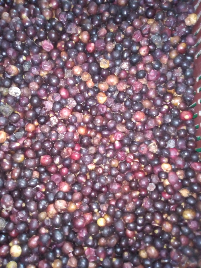 Corozo
