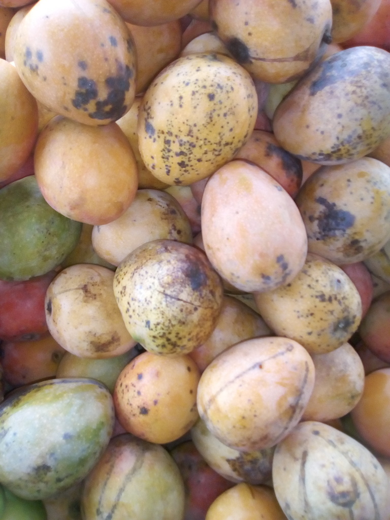 Mango azúcar