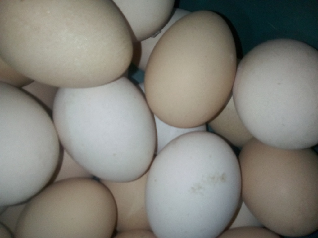 Huevo criollo
