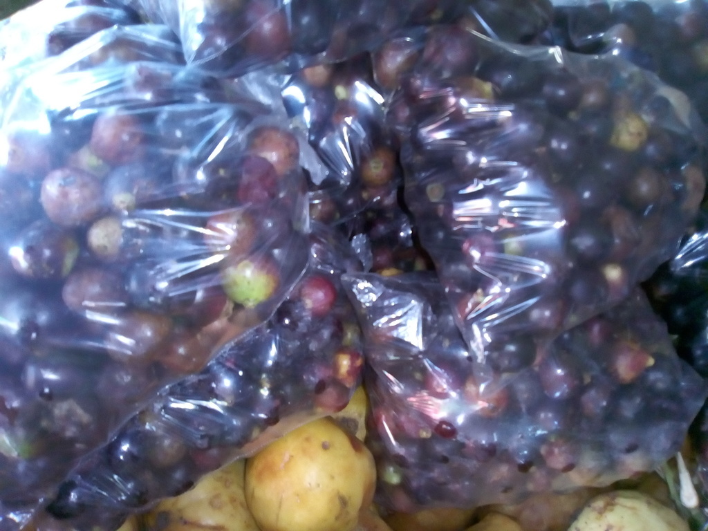 Corozo