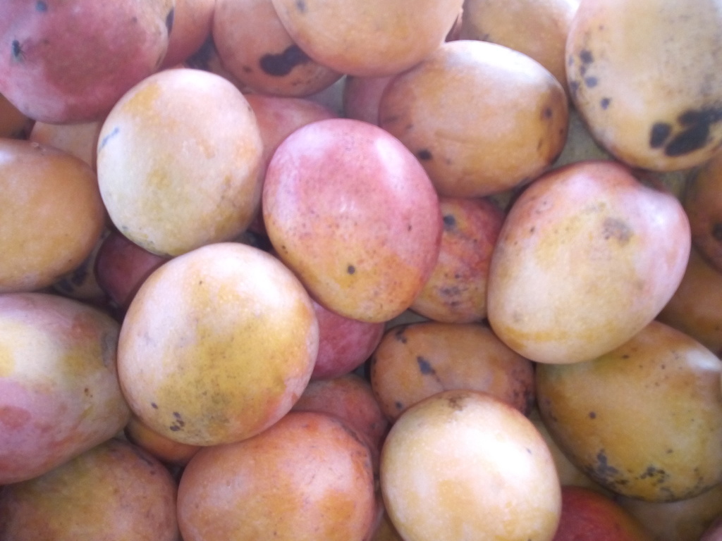 Mango azúcar