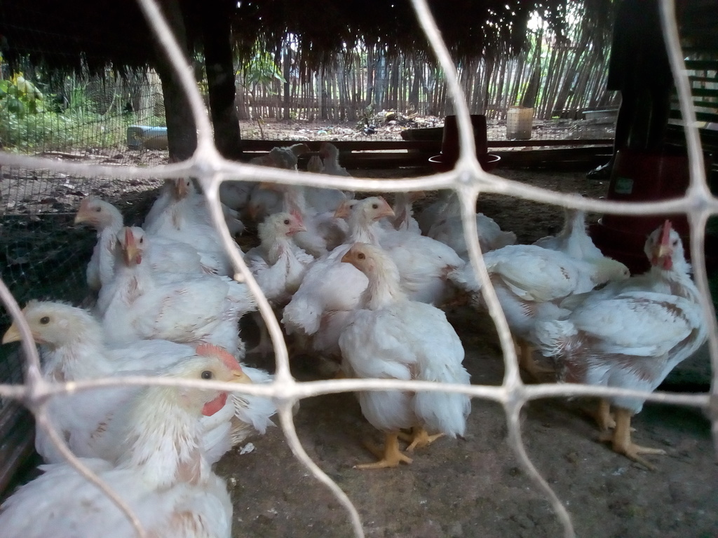 Pollo de engorde